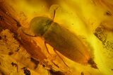 Fossil Beetle (Coleoptera) & Two Flies (Diptera) In Baltic Amber #159775-1
